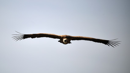 buitre leonado volando