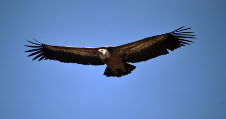 buitre leonado volando