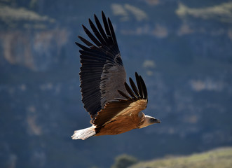 buitre leonado volando