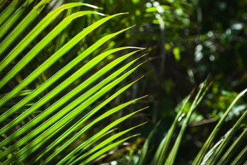 Bright green palm tree leaves in sunlight