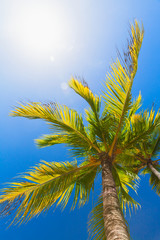 Coconut palm tree is under blue sky at sunny day