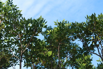arbol
