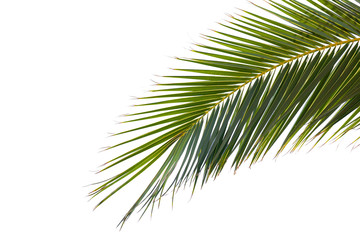 Green leaf of a palm tree isolated on white