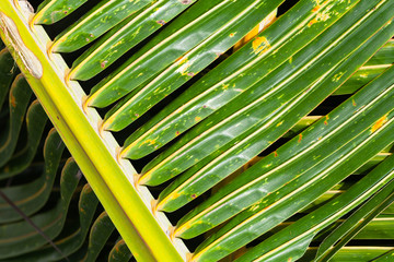 Obraz na płótnie Canvas Green palm tree leaf close-up, natural background