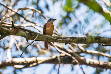 Gray hooded Attila photographed in Viana, Espirito Santo. Southeast of Brazil. Atlantic Forest...