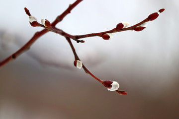 Pussy willow flowers on the branch, blooming verba in misty forest. Palm Sunday symbol in a fog, Easter background