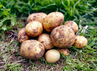 Potatoes lie on brown bare ground. Natural farming