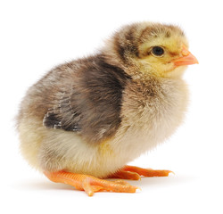 Small yellow chicken
