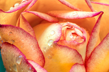 Yellow rose bud with dew. Close-up.