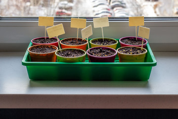 Colorful plastic pots for seedlings. Bright round containers for growing plants filled with earth and seeds..