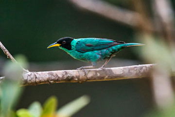 Green Honeycreeper photographed in Viana, Espirito Santo. Southeast of Brazil. Atlantic Forest Biome. Picture made in 2016.