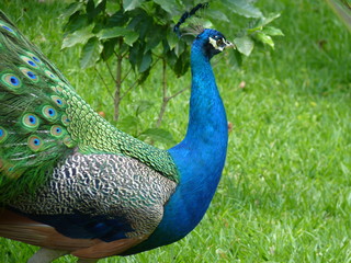 Fototapeta premium Pavo Real