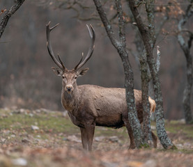 Naklejka na ściany i meble Red deer in Eastern Rodopes