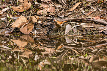 Wing banded Hornero photographed in Viana, Espirito Santo. Southeast of Brazil. Atlantic Forest Biome. Picture made in 2016.