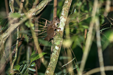 Brazilian squirrel photographed in Viana, Espirito Santo, Brazil. Picture made in 2016.