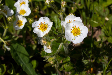 several strawberry flowers with dew drops