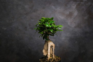 Ficus Ginseng. Decorative bonsai tree in interior with dark walls. Stylish houseplant in pot.
