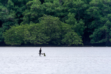 Neotropic Cormorant photographed in Vitoria, Espirito Santo. Southeast of Brazil. Atlantic Forest Biome. Picture made in 2016.