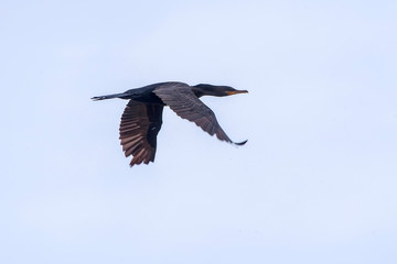 Neotropic Cormorant photographed in Vitoria, Espirito Santo. Southeast of Brazil. Atlantic Forest Biome. Picture made in 2016.