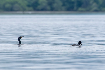 Neotropic Cormorant photographed in Vitoria, Espirito Santo. Southeast of Brazil. Atlantic Forest Biome. Picture made in 2016.