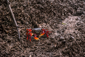 Obraz premium Mangrove root crab photographed in Vitoria, Espirito Santo. Southeast of Brazil. Atlantic Forest Biome. Picture made in 2016.