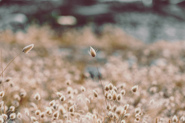 Bunny tails grass on vintage style; natura background
