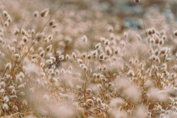 Bunny tails grass on vintage style; natura background