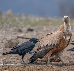 Griffon vulture