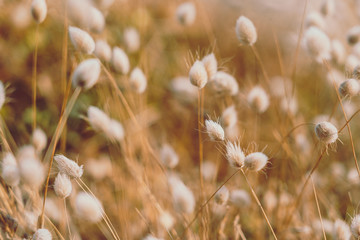 Bunny tails grass on vintage style; natura background