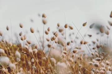 Poster Bunny tails grass on vintage style  natura background