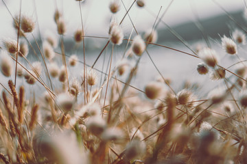 Bunny tails grass on vintage style; natura background