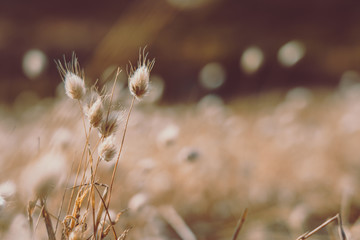 Bunny tails grass on vintage style; natura background