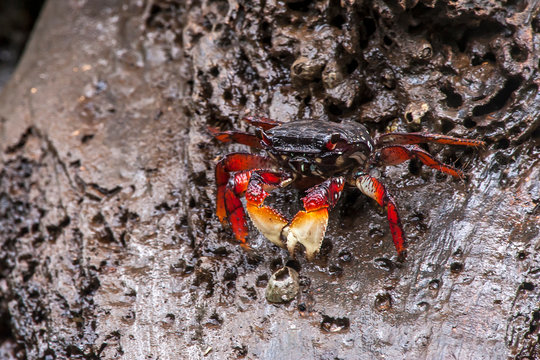 Mangrove root crab photographed in Vitoria, Espirito Santo. Southeast of Brazil. Atlantic Forest Biome. Picture made in 2016.