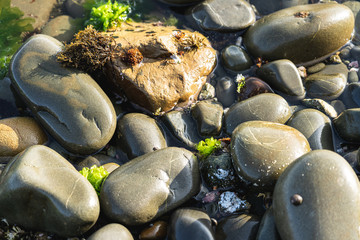 Smooth Round Pebble; Natura Background. Textures