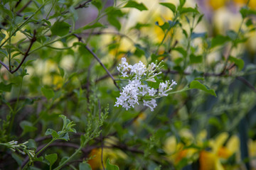 Picturesque blossoming of a beautiful flower in the winter in the greenhouse