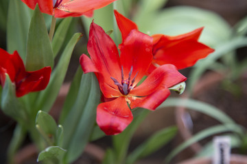 Picturesque blossoming of a beautiful flower in the winter in the greenhouse