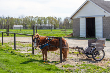 Fototapeta na wymiar Amish Pony Under Hitching Rail