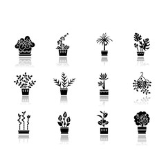 Houseplant caring drop shadow black glyph icons set. Plant transplant. Seed planting. Watering, fertilizing. Fluffing. Temperature conditions. Isolated vector illustrations on white space