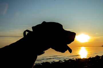 Silhouette of a dog at sunset beach on seashore