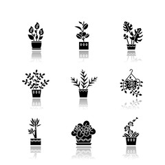 Spraying domesticated plants drop shadow black glyph icons set. Houseplant caring. Indoor gardening. Watering miniature trees and flowering plants. Isolated vector illustrations on white space