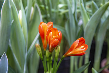 Picturesque blossoming of a beautiful flower in the winter in the greenhouse