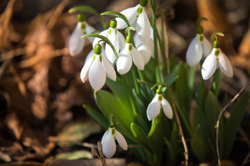 Spring is here  snowdrops in the forest