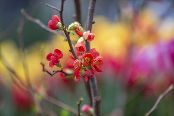 Picturesque blossoming of a beautiful flower in the winter in the greenhouse