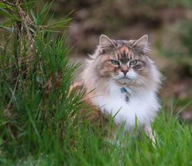Fluffy Siberian cat on green meadow in sunny summer day. Pet enjoying spring. Concept of happy animal life.