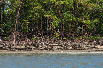 Mangrove photographed in Coroa Vermelha Island, Bahia. Atlântic Ocean. Picture made in 2016.