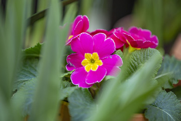 Picturesque blossoming of a beautiful flower in the winter in the greenhouse