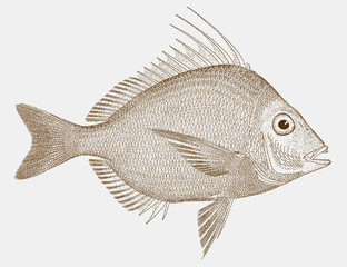 Longspine porgy, stenotomus caprinus, a fish from the atlantic ocean in side view © M