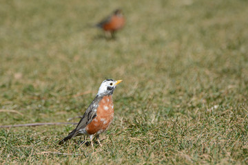 A partly albino American Robin pauses on the grass with another robin behind it