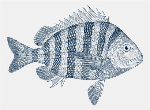 Young sheepshead archosargus probatocephalus, fish from Western Atlantic Ocean