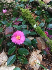 Pink flower and moss